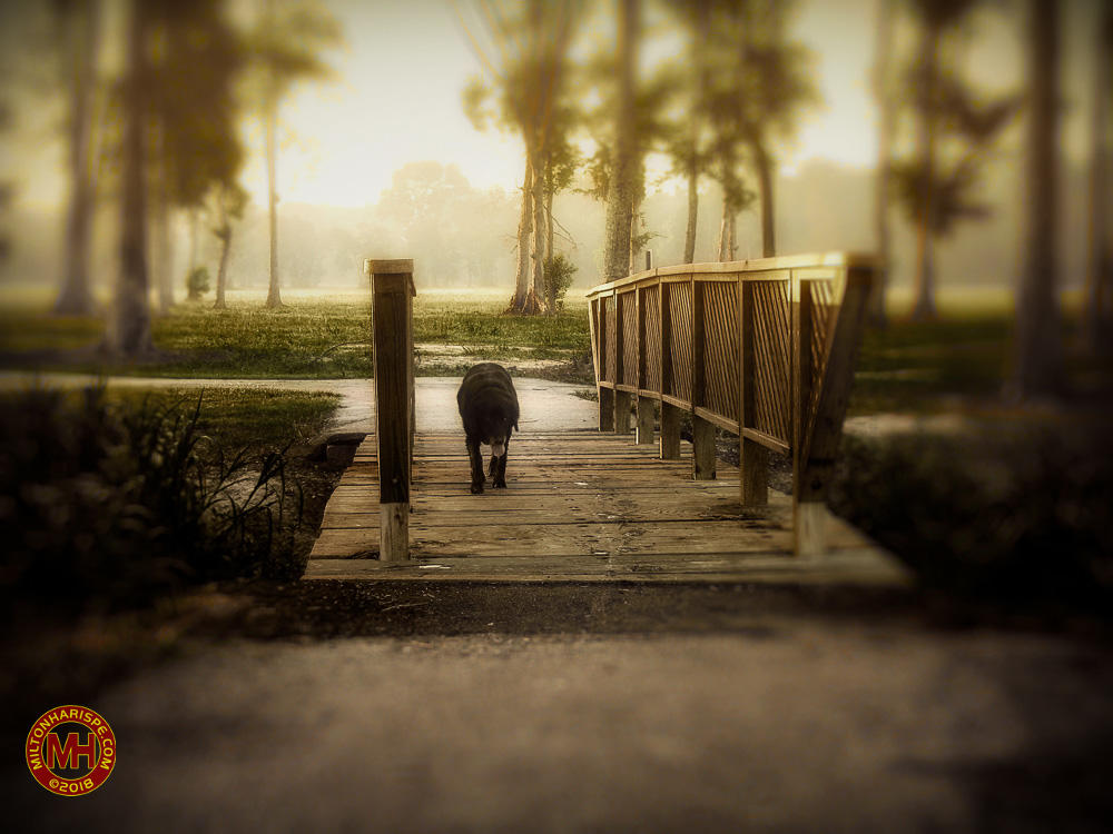 SN151738 copy-Edit-Edit.jpg